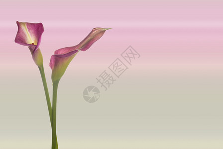 香脆马蹄粉红色绿色背景左侧的两朵粉红色马蹄莲花文本的空间植物名称是马蹄莲其他名称是ArumArumLily和CallyLily照片拍摄于设计图片