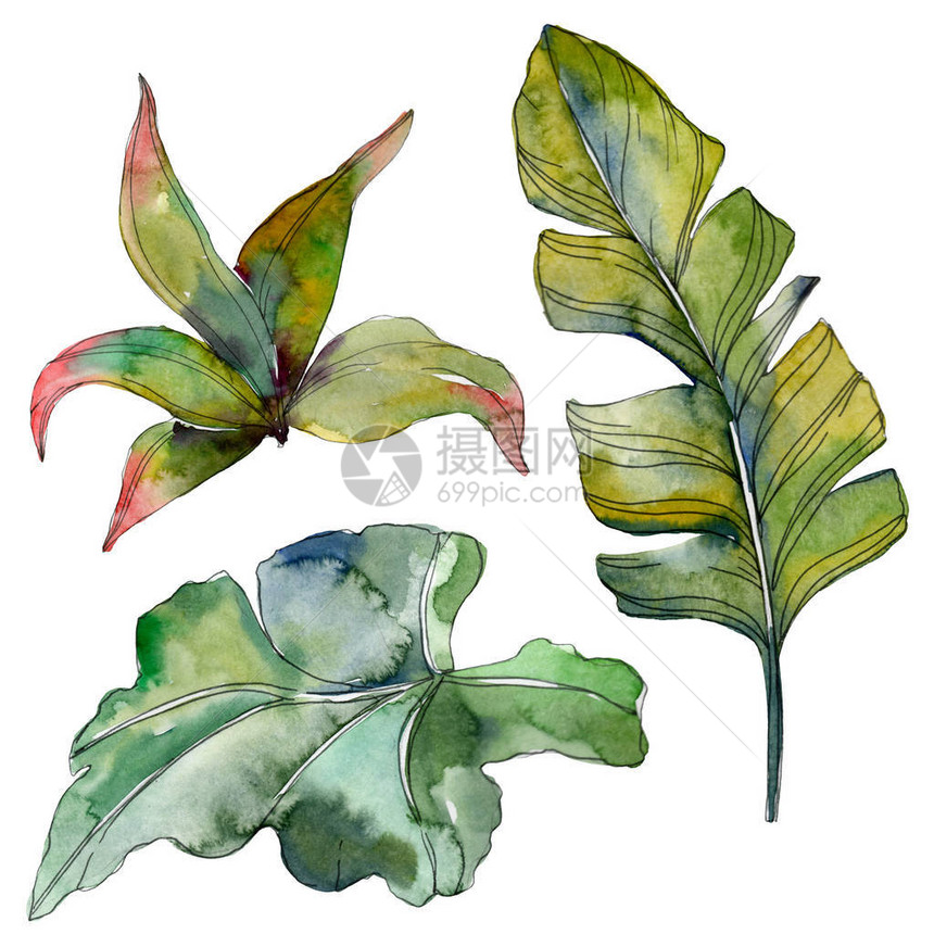 绿叶植物园花卉叶子异国情调的热带夏威夷夏天水彩背景插图集水彩画时尚水彩画孤立的图片
