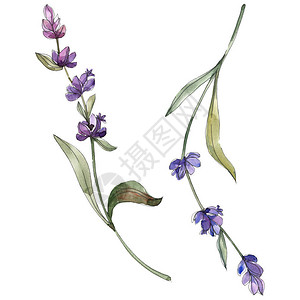 紫色孤立的熏衣草花水图片