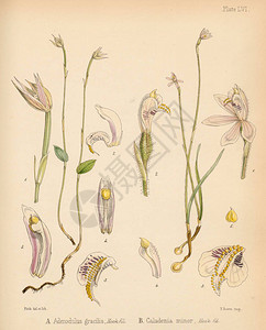 佩拉德尼亚1844年伦敦南极航运植物学亚多基勒设计图片