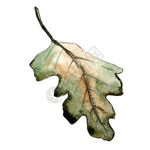 秋天的绿色橡树叶植物园花卉叶子孤立的插图元素背景纹理包装图案框架或边图片