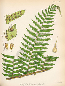 凉拌蕨菜1844年伦敦南极航运的植物学家Col设计图片