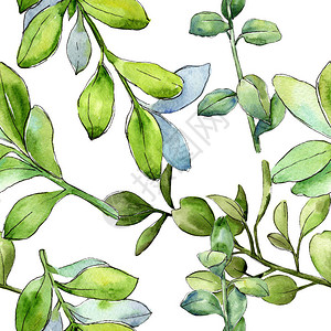 水彩黄杨木绿叶植物园花卉叶子无缝背景图案背景纹理包装图案框架或边背景图片