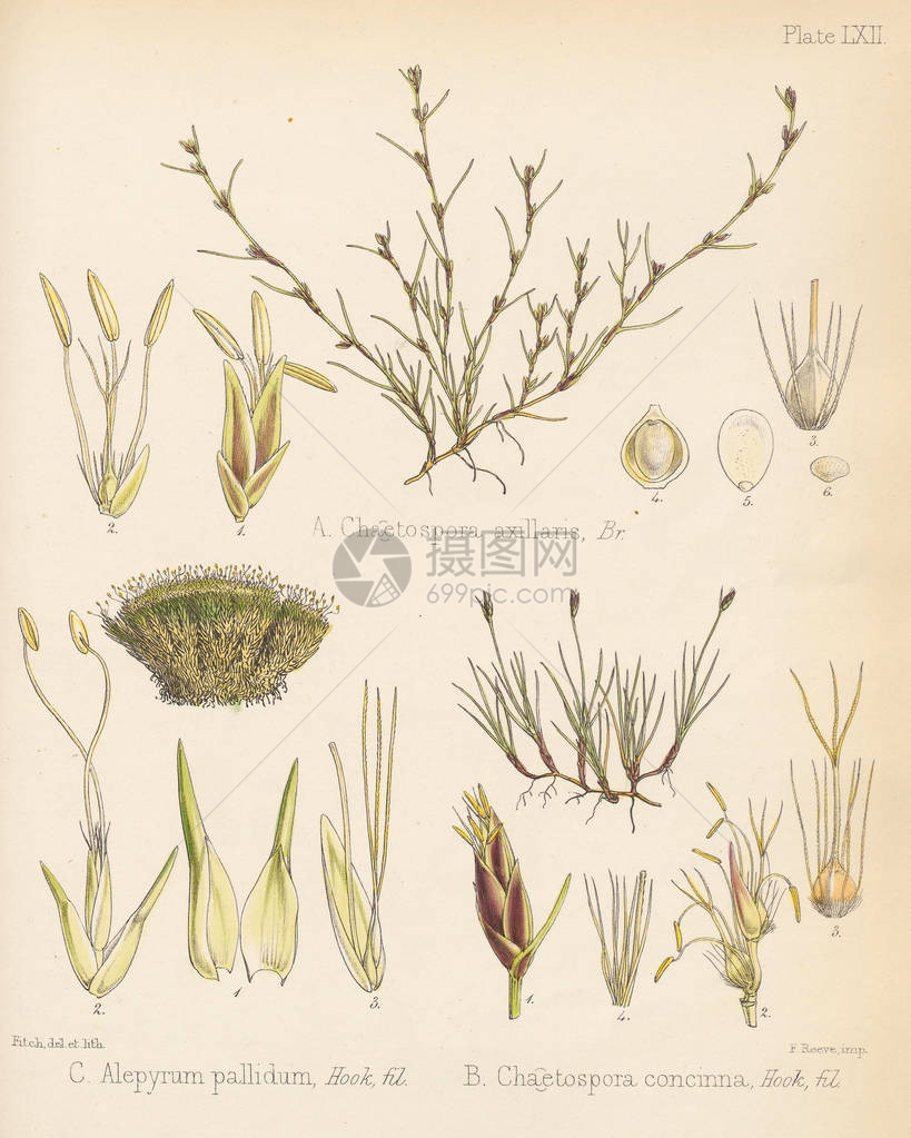 腋毛孢菌苍白麦香毛孢菌南极航行的植物学伦图片