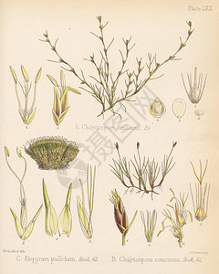 除腋毛腋毛孢菌苍白麦香毛孢菌南极航行的植物学伦插画