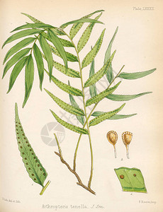 Arthropteristenella1844年伦敦南图片