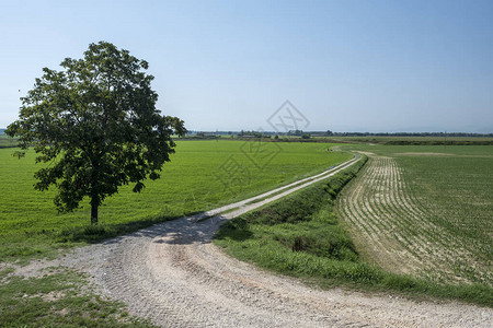 夏季在Guardamiglio和SanRoccoalPorto意大利伦巴迪Lodi附近的Po周期道路沿背景图片