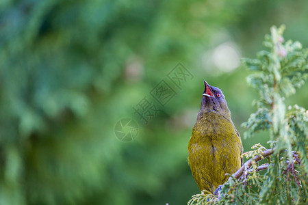 在自然森林中流行的新西兰鸟图片