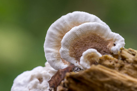 白蘑菇称为双色火鸡尾蘑菇Gloeoporusdi图片