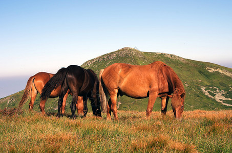 山牧场上的马背景是山图片