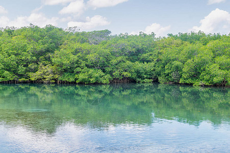 有红树林的河流古巴图片