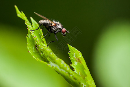 大自然中小苍蝇的微距摄影图片
