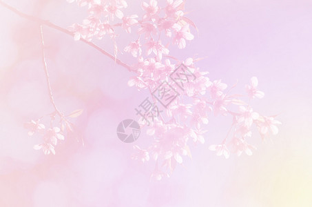 樱花在柔和的风格背景图片