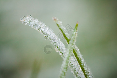 冬季霜和水滴的微距摄影图片