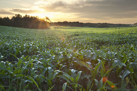 明尼苏达州的一片小玉米田图片
