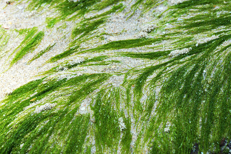 将绿色海藻的一股绿色拖网图片