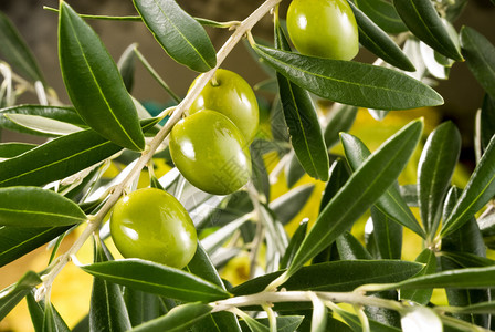 橄榄树枝与绿橄榄高清图片