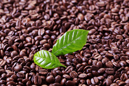 咖啡豆和新鲜叶子图片