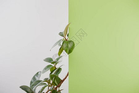 灰色背景中带绿叶的天然植物背景图片