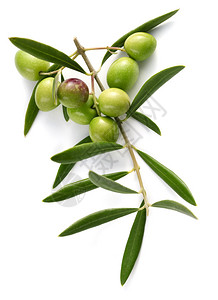 橄榄树的分支用绿橄榄图片