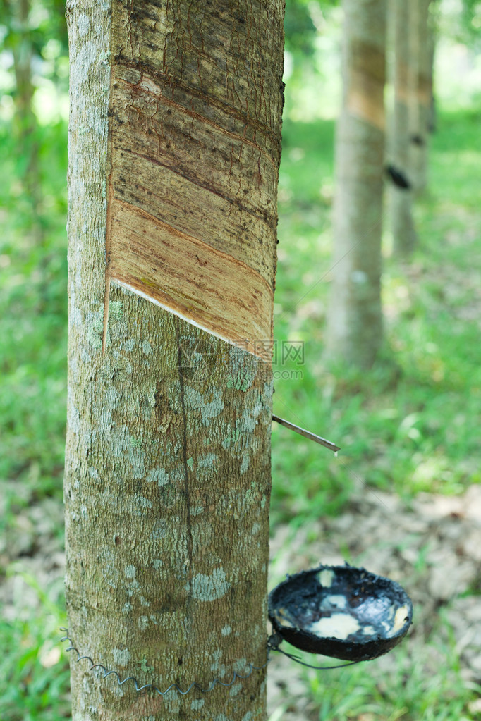 橡胶树泰国图片