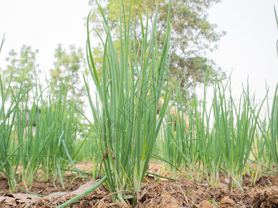 后院花园里的葱或香葱植物图片