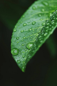 雨后有水滴的绿叶特写图片