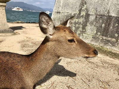 宫岛的鹿广岛背景图片