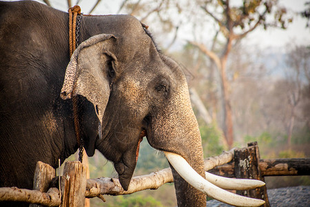 印度大象在户外公园散步图片