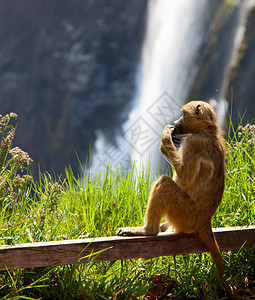 猴子在维多利亚瀑布背图片