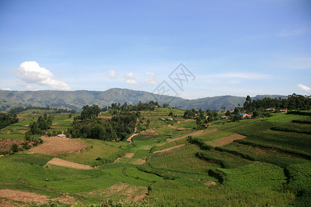 乌干达基索罗区水稻田图片