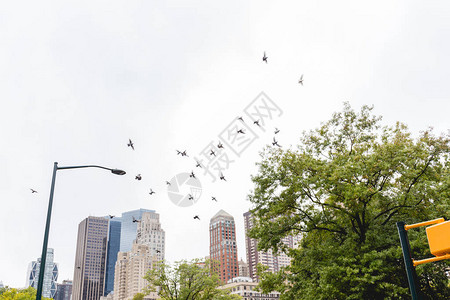 在城市公园里有飞鸟和树林而在新纽约图片
