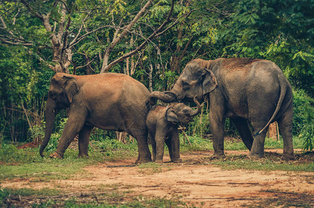 森林中大象家庭动物概念和高清图片
