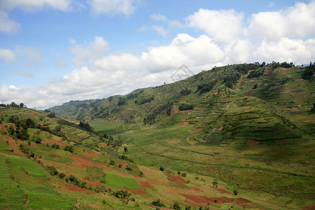 乌干达基索罗区水稻田图片