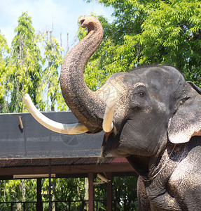 泰国大象的美丽有象牙图片