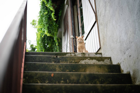 可爱的棕色猫坐在楼梯上图片