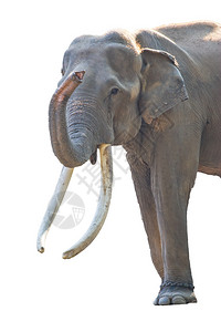 东南亚大象亚洲图片