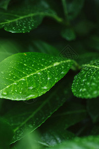 雨后水滴绿叶的选择聚焦图片