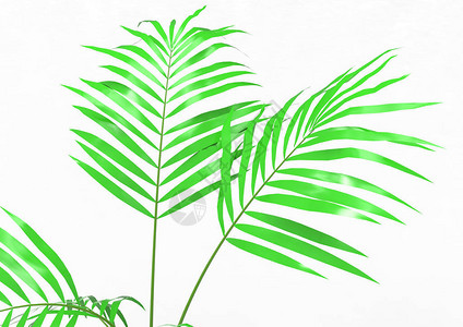 孤立在白色背景上的椰子棕榈树叶背景图片