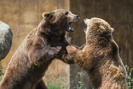 两个年轻的成年灰熊在大力建立支配地位方面扮图片