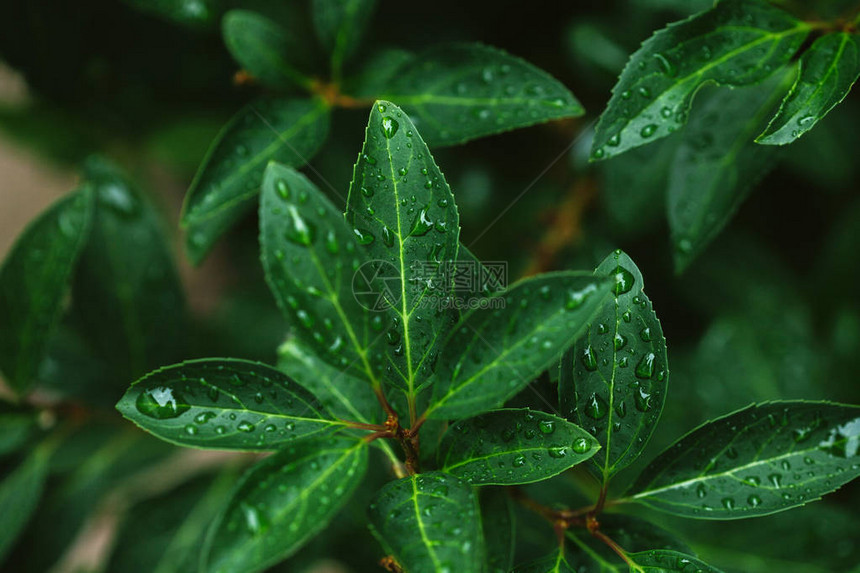 雨后绿叶与水滴的特写图片