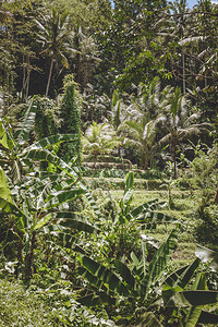 对种植园各种树木和有绿叶树种的植物的风景图片