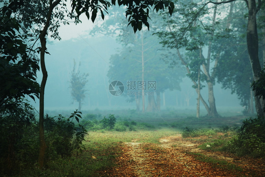 雨林图片