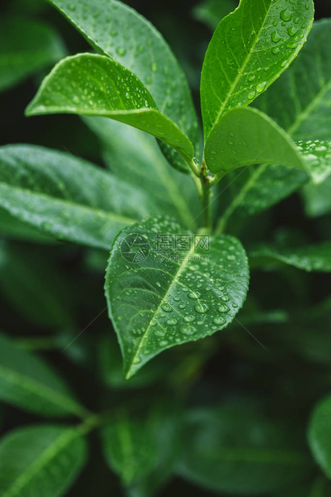 露水后绿叶的特写与水滴图片