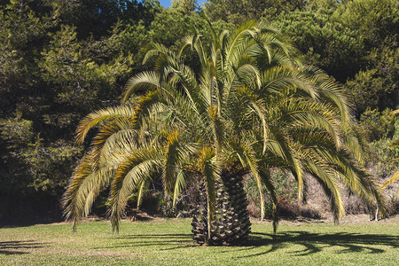 绿色草坪上的巨大枣椰树背景
