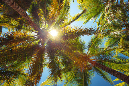 可椰子树透视图图片