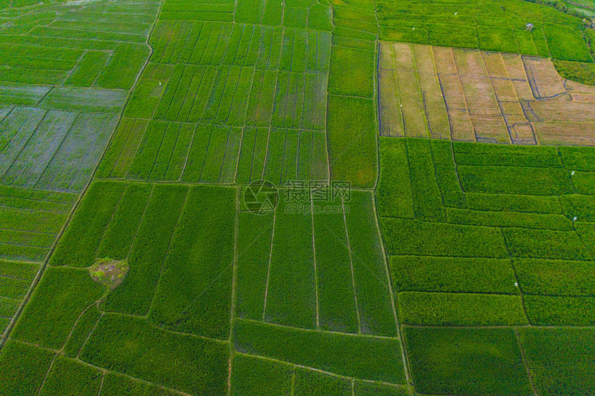 稻田的空中俯视图巴厘岛农村或农村地区的农田印度尼西亚东南亚夏季时的山丘谷图片