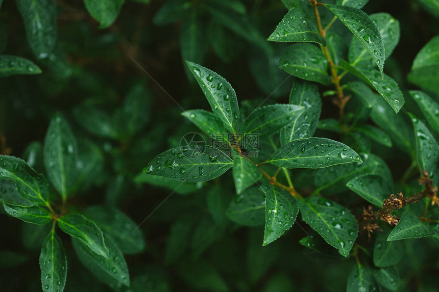 雨后有水滴的绿叶图片