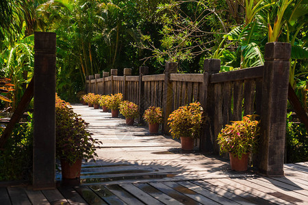 热带雨林的旧木桥横过热图片