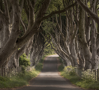 北爱尔兰Antrim县古老树林的通路之一DarkHack图片